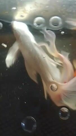 Two small fish swim near the surface of dark water. One fish is white with orange markings. The other fish is orange with white markings. Bubbles are visible around the fish and on the surface of the water. The video is dark and blurry.