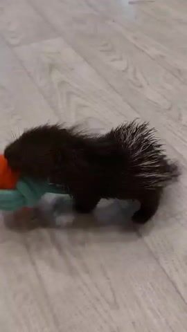 A small, dark-colored porcupine with white quills is playing with a blue and orange rope toy on a light-colored wooden floor. The porcupine is shown from the side, interacting with the toy, and then its tail with quills is visible. Another blue toy, shaped like an elephant, is also on the floor. The video is blurry and shaky, suggesting it was filmed on a mobile device.