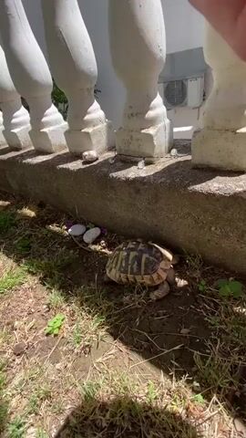 A tortoise is visible in the video. The tortoise is walking along a concrete ledge in a garden. The tortoise is a terrestrial reptile with a hard shell. The tortoise is walking on grass and dirt. The tortoise is walking near a white fence and a tree. The tortoise is moving slowly. The tortoise is on the ground. The tortoise is walking in the dirt. The tortoise is walking in the grass. The tortoise is walking in the garden. The tortoise is walking near a fence. The tortoise is walking near a tree. The tortoise is walking in the sun. The tortoise is walking in the shade. The tortoise is walking in the dirt. The tortoise is walking on the grass. The tortoise is walking on the ground. The tortoise is walking near a fence. The tortoise is walking near a tree. The tortoise is walking in the sun. The tortoise is walking in the shade.