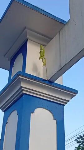 A close-up, upward-angle shot shows a green vine with several leaves growing from a narrow crevice between two architectural elements. The vine is positioned against a white, rectangular concrete beam that extends from the right side of the frame towards the left. Below the beam, a blue and white decorative pillar is visible. The pillar has white trim with a series of layered mouldings. The background is a clear blue sky.