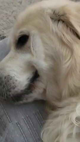 A close-up video shows the face of a light-colored dog, likely a golden retriever, lying down on a gray textured cushion. The dog's eye is visible and dark. The background includes a patterned gray rug and a pair of green sandals.  The dog is still and appears to be resting.