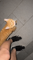 Ordinary afternoon documented in Huizhou: gym, cats, swimming