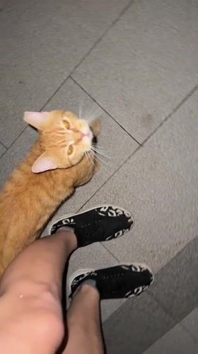 Ordinary afternoon documented in Huizhou: gym, cats, swimming