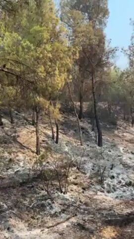The video shows a forest scene that has been ravaged by a fire. The ground is covered in white ash, and the trees are mostly charred and blackened. Some trees still have green foliage, but many are bare and lifeless. The video pans across the landscape, revealing the extent of the damage. The sky is hazy, likely from the smoke. There are no people visible in the video.