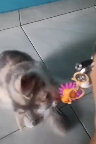 A cat is playing with a keychain on a tiled floor. The keychain has a flower charm and is attached to a person's hand. The cat appears to be biting or pawing at the charm. The background is a light blue wall.