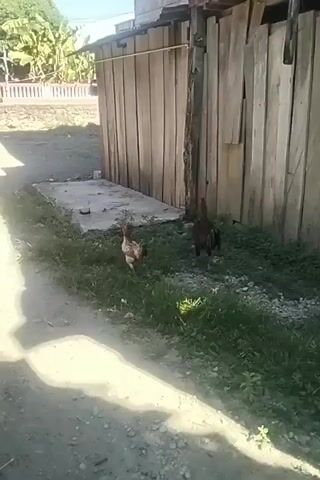 Two chickens are foraging in grass next to a dirt path. A wooden fence is behind them.
