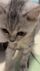 Domestic playtime scenes captured in Izhevsk home