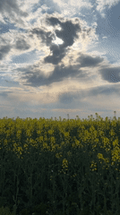 Spring landscapes documented near Burgas featuring yellow fields, coastal views