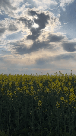 Spring landscapes documented near Burgas featuring yellow fields, coastal views
