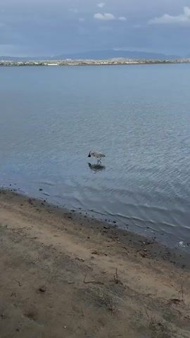 The video shows a grey heron standing in shallow water near a sandy shore. The bird submerges its head and pulls out a large, pale, fleshy object, possibly a fish or other aquatic creature. The heron holds the object in its beak and looks around. The water is calm, with gentle ripples on the surface. Distant hills are visible in the background under a cloudy sky.