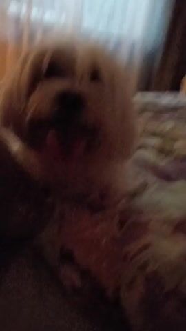A white dog with its tongue hanging out is in the foreground of the video. It is lying on a bed with a patterned comforter. The dog's head is slightly blurry. The background shows a window with curtains, a chair with a red cushion, and a wall with wallpaper. The video is dark and grainy.