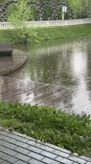 Duck pair swims near dock during morning rainfall