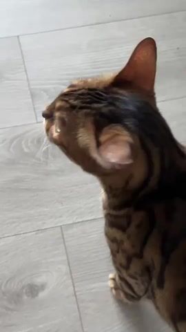 A brown tabby cat with green eyes is on a light gray tiled floor. The cat is looking to the left, then its head turns down. The cat then walks forward and out of frame.