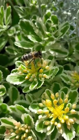 A close-up, vertical video shows a bee on a cluster of small yellow flowers. The bee is oriented towards the right side of the frame, with its head down, appearing to be collecting pollen or nectar. The flowers are surrounded by variegated green and white leaves. The background is out of focus but appears to be foliage, with hints of sunlight filtering through. The overall scene is natural and appears to be outdoors in daylight.