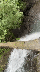 Afternoon at a Plastunka waterfall with pigs, dogs, and forest trails