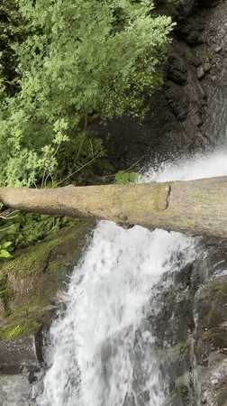 Afternoon at a Plastunka waterfall with pigs, dogs, and forest trails