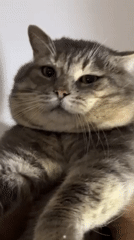 Domestic cats documented in quiet moments across Odesa homes