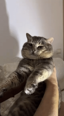 Domestic cats documented in quiet moments across Odesa homes