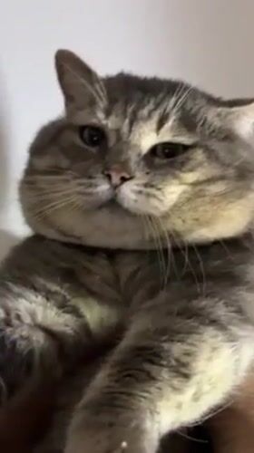 Domestic cats documented in quiet moments across Odesa homes