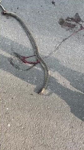 The video shows an outdoor scene in Trapishte, Bulgaria, during what appears to be daytime, indicated by the natural lighting and shadows on the ground. The primary subjects are a deceased snake lying on an asphalt surface and a person, whose hand and arm holding a stick are visible in the frame, along with part of their hair.

The snake is long and slender, with a patterned skin, and lies in a serpentine shape on the grey asphalt. There are dark red stains, likely blood and possibly some internal organs, visible on the ground around the middle section of the snake and near its head, suggesting it has been severely injured or run over.

The person is holding a dark-colored stick and is seen gently poking the snake's head with the end of the stick. The snake shows no movement, confirming it is dead. The sound in the video includes a gasp and what sounds like an exclamation, possibly from the person filming or another nearby individual, followed by a soft, almost sympathetic "Oh, oh, oh." The overall activity is the examination of the dead snake using a stick. No text is visible in the video.