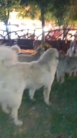 Here is a concise description of the video:

The video shows a group of several large, mostly light-colored dogs standing on a patch of grass. The dogs are mostly stationary, though there is some slight movement. The setting appears to be outdoors at night, with artificial lighting visible in the background, along with trees and a fenced area where people appear to be sitting. The camera is initially shaky but stabilizes somewhat. The focus is mostly on the dogs, which appear to be the main subject of the video.