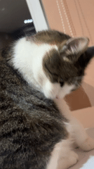 Tabby cat grooming and lounging at home