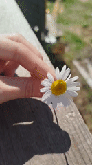 Summer garden details and everyday moments in rural Russia