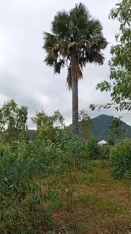 A video shows a palm tree in a field with other trees and a hill in the background under a cloudy sky. The camera pans across the landscape, showing a variety of trees, including some eucalyptus trees. The ground is covered in dry grass and some patches of dirt. In the distance, a small white building can be seen near the base of the hill. The video appears to be shot during the day, with overcast weather conditions. There are no people or animals visible in the video. The overall impression is of a rural, natural landscape.