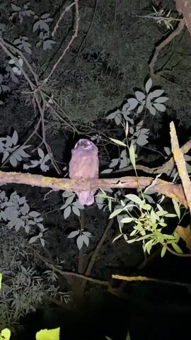 A young owl is perched on a tree branch at night. The owl is facing forward, looking directly at the camera. Its eyes are wide open and its feathers are ruffled. The tree branch is covered in moss and the background is dark with leaves. The scene is illuminated by a spotlight, creating a dramatic effect.