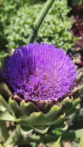 A close-up, static shot captures a vibrant purple artichoke flower in full bloom. The flower is predominantly purple with numerous thin, spiky florets radiating outwards, and a denser, slightly brownish-yellow center. It rests on a green, scale-like base. The background consists of out-of-focus green foliage, illuminated by bright sunlight, suggesting an outdoor setting.