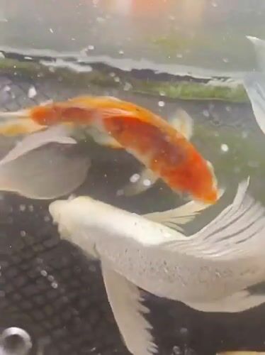 Koi fish in a tank at a mosque in Indonesia