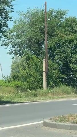 The video shows a view from a vehicle traveling along a road. On the left side of the road, there are large trees and vegetation. On the right side, there is a field with grass, wildflowers, and a wooden utility pole with wires. Several cars are visible on the road, including a white sedan, a white SUV, and a dark-colored car. The sky is clear and blue. The video appears to be filmed during the daytime on a sunny day.