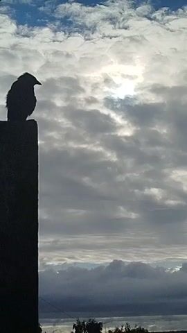 A lone crow is silhouetted against a cloudy sky, perched on top of a dark, rectangular pillar. The sun is partially obscured by clouds, casting a bright glow in the upper center of the frame. The crow is facing to the left and appears to be looking downwards. The lower part of the frame shows the tops of some trees against a hazy horizon. The overall atmosphere is calm and serene, with a hint of mystery due to the silhouetted subject.