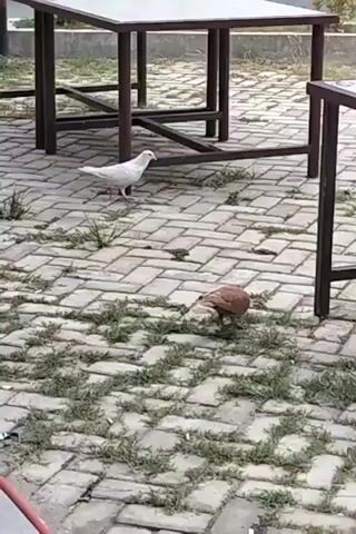 A video shows two pigeons walking on a paved area. One pigeon is white, and the other is brown. They are near metal tables and chairs. The ground is paved with rectangular bricks, and there are patches of grass growing between the bricks. The lighting suggests it is daytime, possibly overcast. The camera is positioned at a medium height, looking down at the pigeons. The video is short, approximately five seconds long.