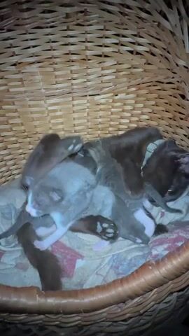 A litter of newborn kittens is nestled in a woven basket with their mother. The mother cat, a dark color, is lying down, and the kittens are clustered around her, some appearing to be nursing. The basket is lined with a patterned blanket.