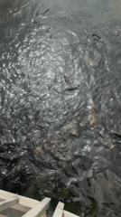 Large carp school feeds in Montana Bulgaria waters