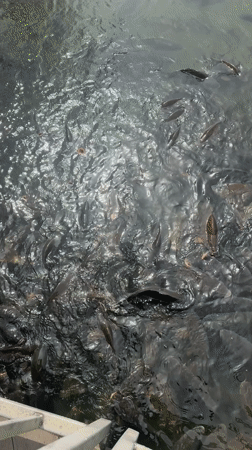 Large carp school feeds in Montana Bulgaria waters
