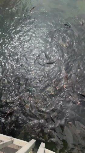 Large carp school feeds in Montana Bulgaria waters