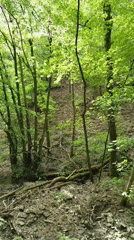 Morning forest walk documented along Saar River near Mettlach