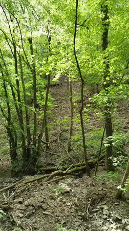 Morning forest walk documented along Saar River near Mettlach