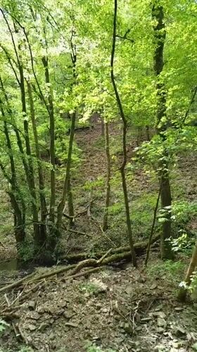 Morning forest walk documented along Saar River near Mettlach
