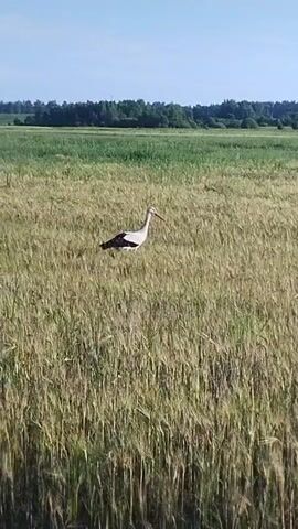 A stork stands in a field of tall, dry grass. It is facing to the right with its head slightly down. The sky is clear and blue, and a line of trees is visible in the distance. The grass is golden yellow, and the stork is mostly white with black markings on its wings and tail. The video is short, lasting only a few seconds, and the stork remains stationary throughout.