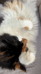 Calico cat rests and yawns on bedding in Bulgaria