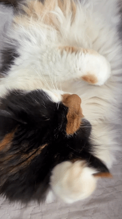 Calico cat rests and yawns on bedding in Bulgaria