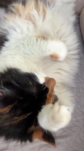 Calico cat rests and yawns on bedding in Bulgaria