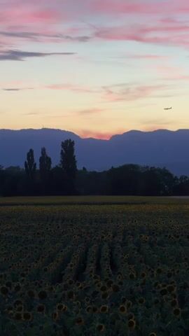 A drone shot captures a vast field of sunflowers at dusk. The sky is painted with soft pink and orange hues, with clouds streaking across the horizon. In the distance, a range of mountains forms a dark silhouette against the colorful sky. An airplane is visible flying high above the mountains. The foreground is dominated by the dark shapes of countless sunflowers, their heads bowed as if sleeping. The overall atmosphere is serene and tranquil, with a hint of melancholic beauty as day transitions into night.