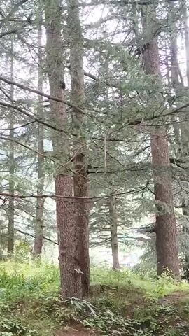 The video shows a forest scene with tall trees and green foliage. The camera pans upwards, showcasing the dense canopy and the interplay of light and shadow among the branches. There are no people or discernible objects other than the trees and undergrowth visible in the footage. The environment appears natural and undisturbed, suggesting a tranquil forest setting. The footage is composed of short, static clips stitched together, giving a slightly jerky effect.