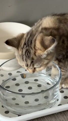 A tabby kitten with dark stripes drinks water from a clear glass bowl. The bowl is placed on a white tray with black polka dots. Another white bowl with water is visible in the background. The kitten has light brown fur with dark stripes and yellow eyes. The kitten dips its head into the water to drink. The scene is brightly lit.