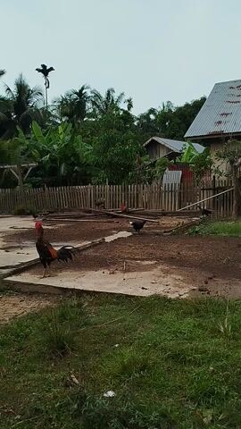 This media file shows a rural scene in Tanjonghajimuda, Indonesia. The setting includes a simple wooden fence, a dirt path, and lush green vegetation including palm trees and banana trees. In the background, there are two traditional houses with corrugated metal roofs.

The primary subjects are several chickens, including a prominent rooster with colorful plumage in the foreground. Other chickens are visible scattered around the yard and near the fence.

The activity appears to be a casual moment in the chickens' day, likely foraging or resting in the yard. The overall atmosphere is peaceful and evokes a sense of rural life. The lighting suggests it is daytime, possibly overcast given the light gray sky. There is no visible text in the media file.