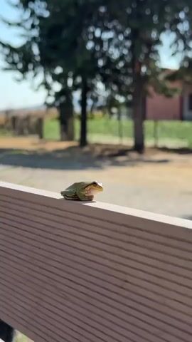 A frog is perched on a light-colored wooden railing. The railing has horizontal grooves. In the background, out of focus, are trees with dark green foliage, a fence, and a building with a reddish exterior. The lighting suggests a sunny day. The frog is green with some lighter markings on its underside and legs. It is facing slightly to the right and appears to be stationary. The video is a close-up of the frog and railing, with the background blurred.